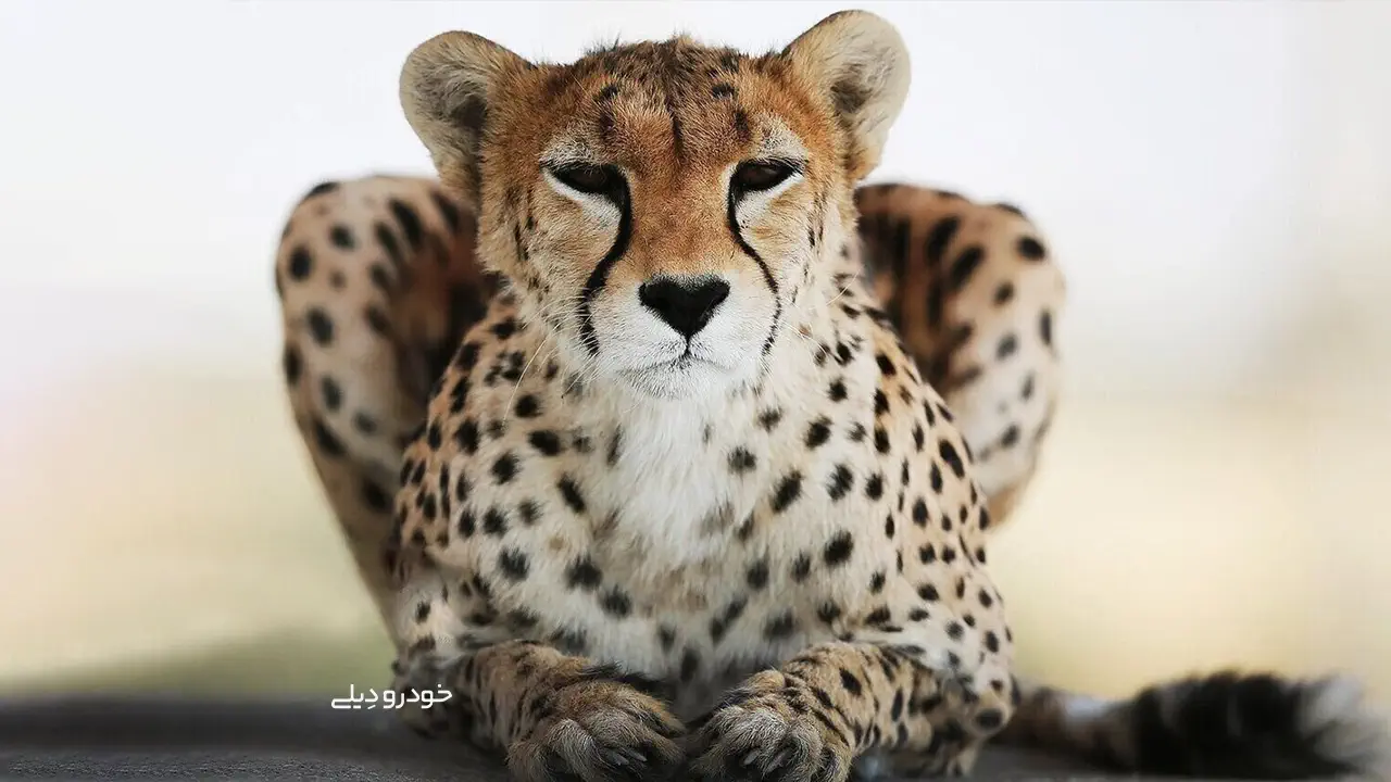 یوز ایرانی